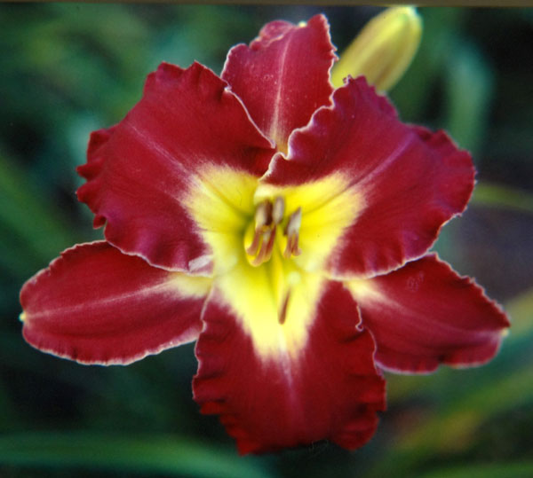 Daylily Alizarin Crimson