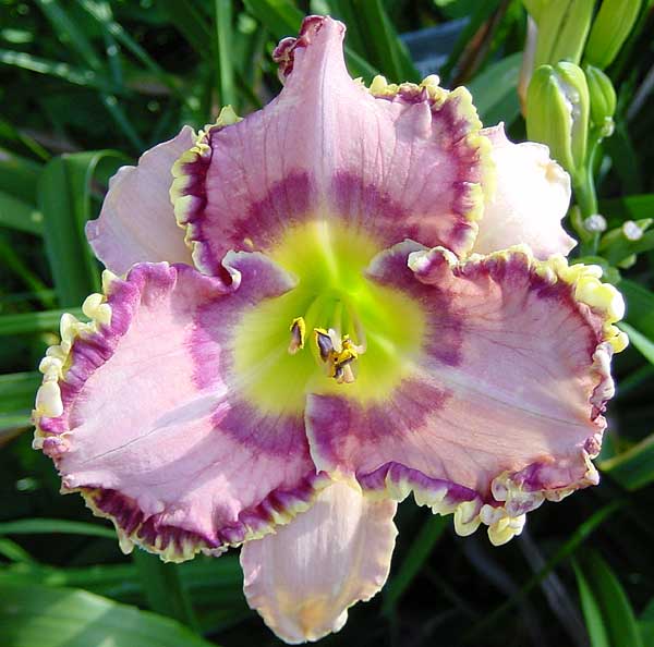 mardi gras parade daylily