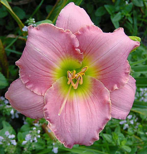 daylily-seminole-wind