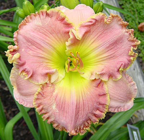 Daylily - Carefree Sunset