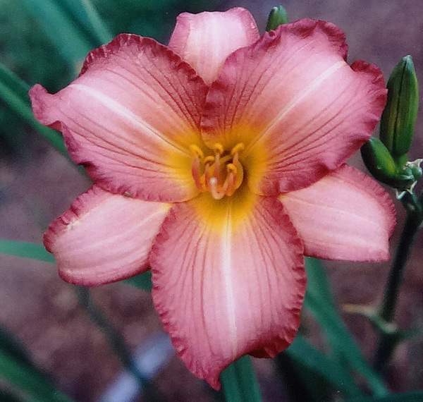 Daylily - Jamaican Sunset