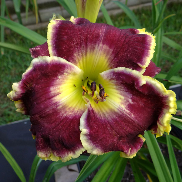 Daylily - Merlot