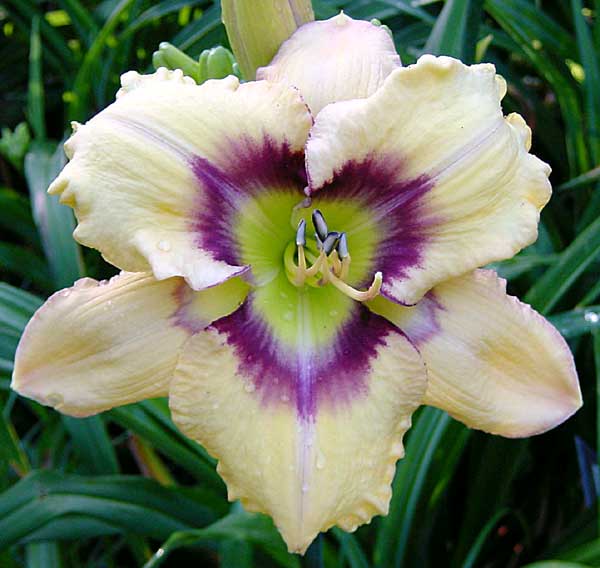 Daylily - Ornamental Focus